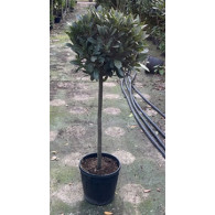 Bay Tree Laurus Nobilis Ball on Stem, Total height 120cm including pot height (head dia 40-45cm)