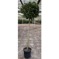 Bay Tree Laurus Nobilis Ball on Stem, total height 210cm including pot height (head dia 65/70cm)