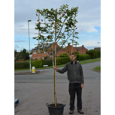 Beech  ''Fagus Sylvatica''   pleached in container 1.5m stem, 1.4m high x 1.2m wide espalier 10/12cm girth