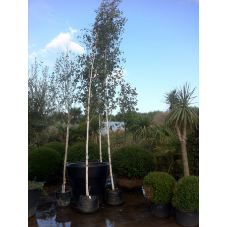 Silver Birch ''Jacquemontii'' (Betula Utilis), 18/20cm girth of the stem, 5.5m/18ft tall not including rootball