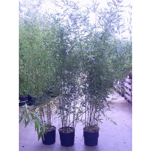 Bamboo Phyllostachys Bissettii, 300/350cm, EXCLUDING pot height
