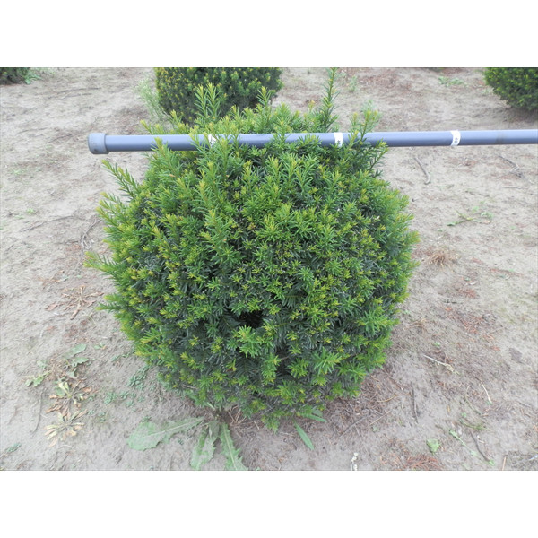Taxus Baccata ball, 35-40cm