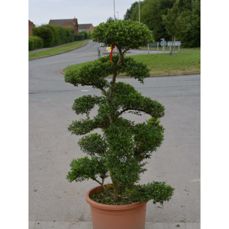 Ilex Crenata Bonsai Cloud Tree 150-160cm