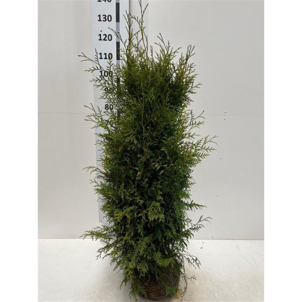 Thuja Occidentalis 'Brabant' 100-120cm Rootballed - SOLD OUT