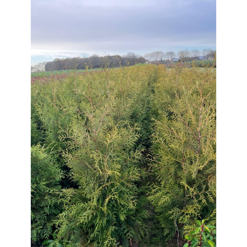 Thuja Occidentalis 'Brabant' 125-150cm Rootballed - SOLD OUT