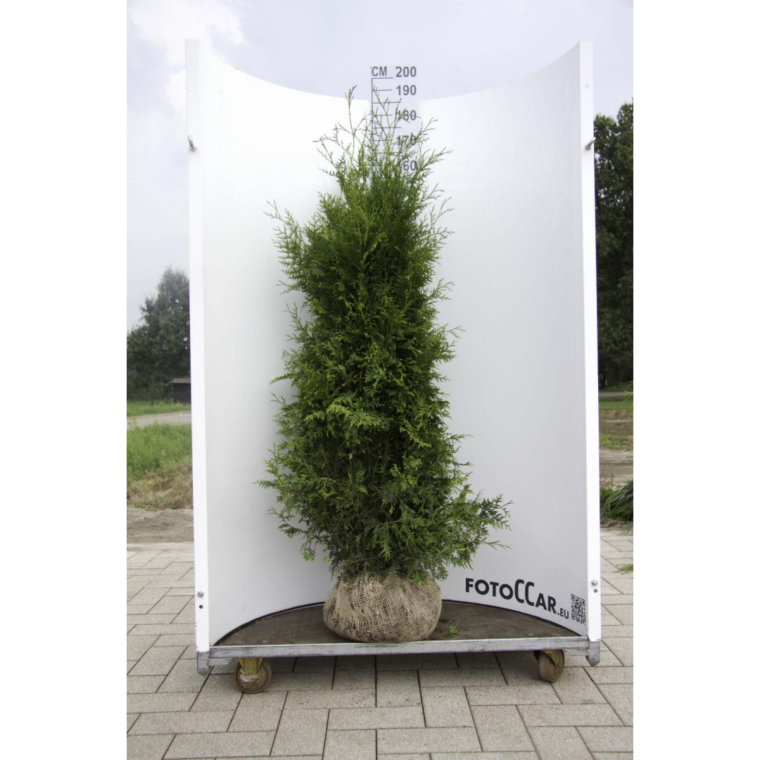 Thuja Occidentalis 'Brabant' 150-175cm Rootballed - SOLD OUT