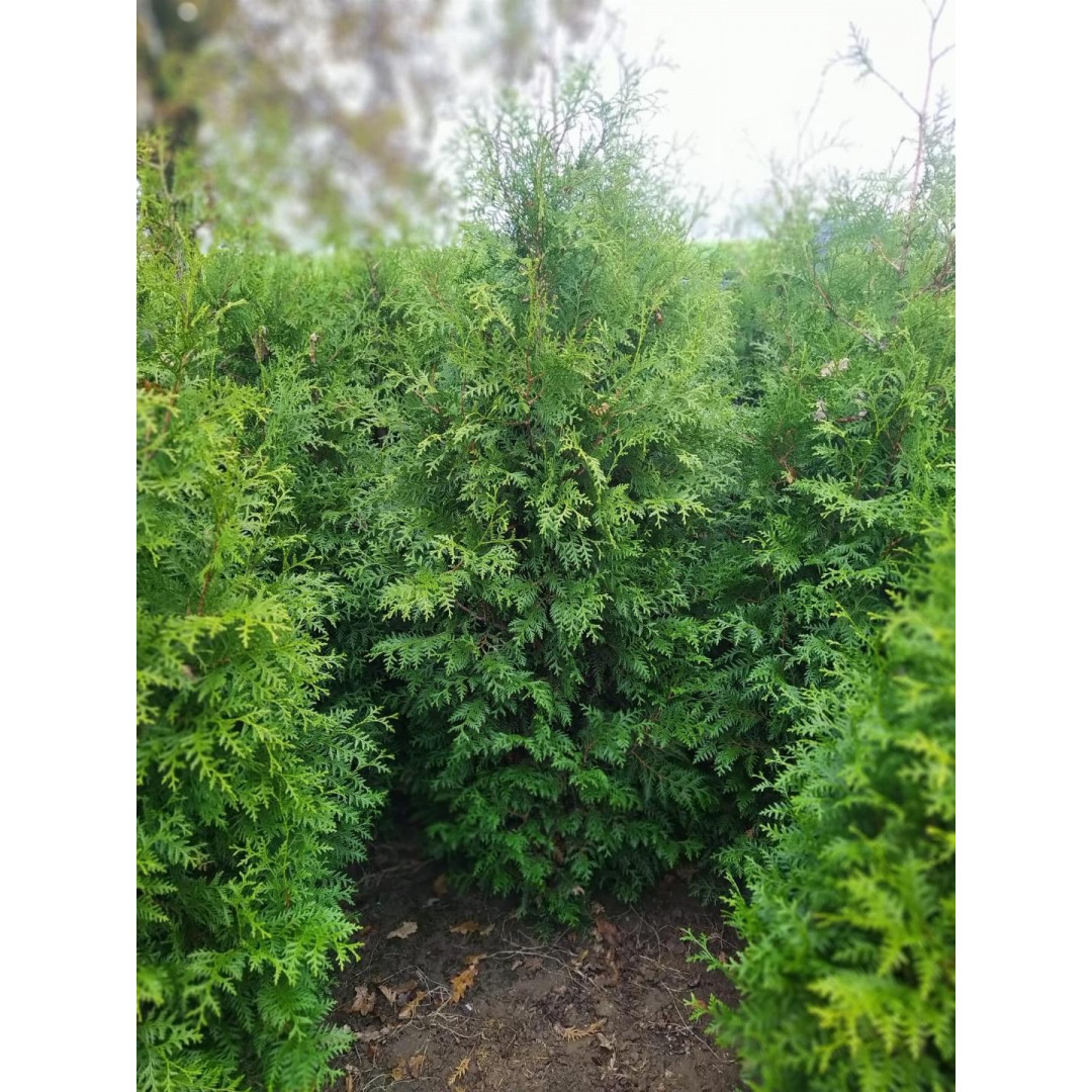 Thuja Occidentalis 'Brabant' 200-250cm Rootballed - SOLD OUT