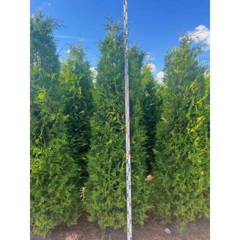 Thuja Occidentalis 'Brabant' 250-300cm Rootballed - SOLD OUT
