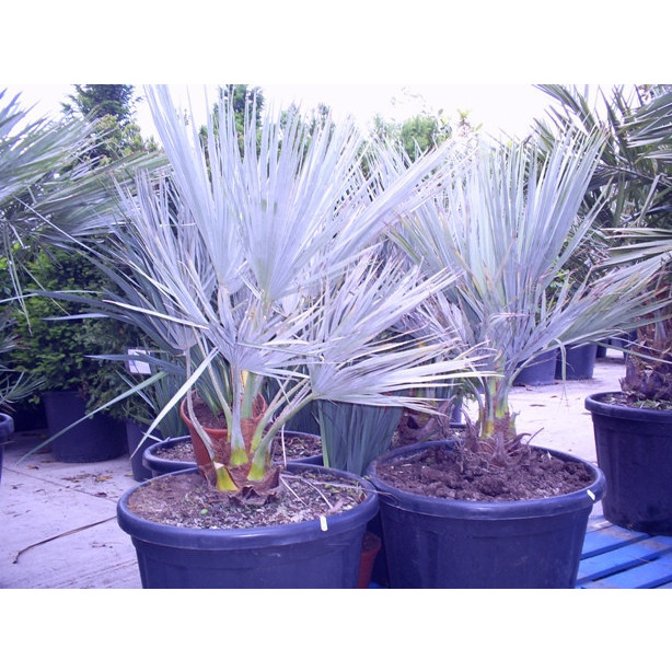Brahea Armata Mexican Blue Palm 120cm / 4ft including pot height