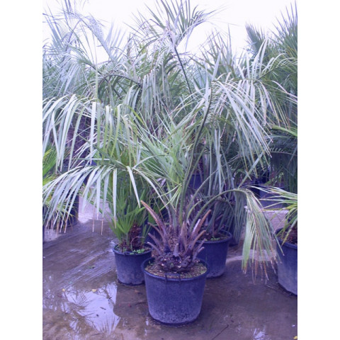 Butia Capitata Jelly Palm 210cm / 7ft including pot height