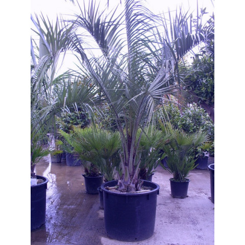 Butia Capitata Jelly Palm 300cm / 8 - 9ft including pot height
