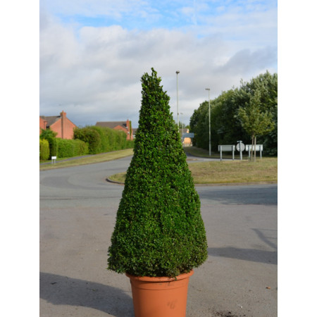 Box Buxus Cone 125cm / 4ft including pot height