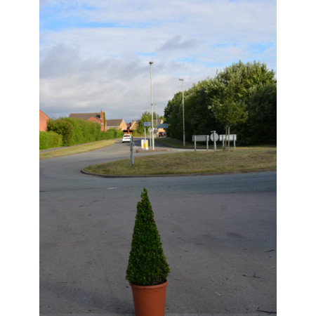 Box Buxus Cone 75cm / 2ft 5in including pot height