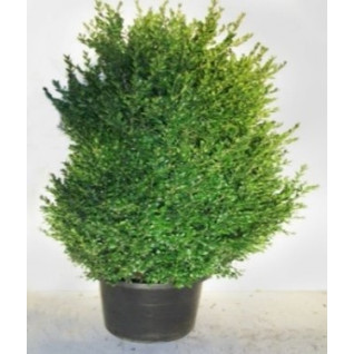 Buxus Bush, 110-130cm Including pot.