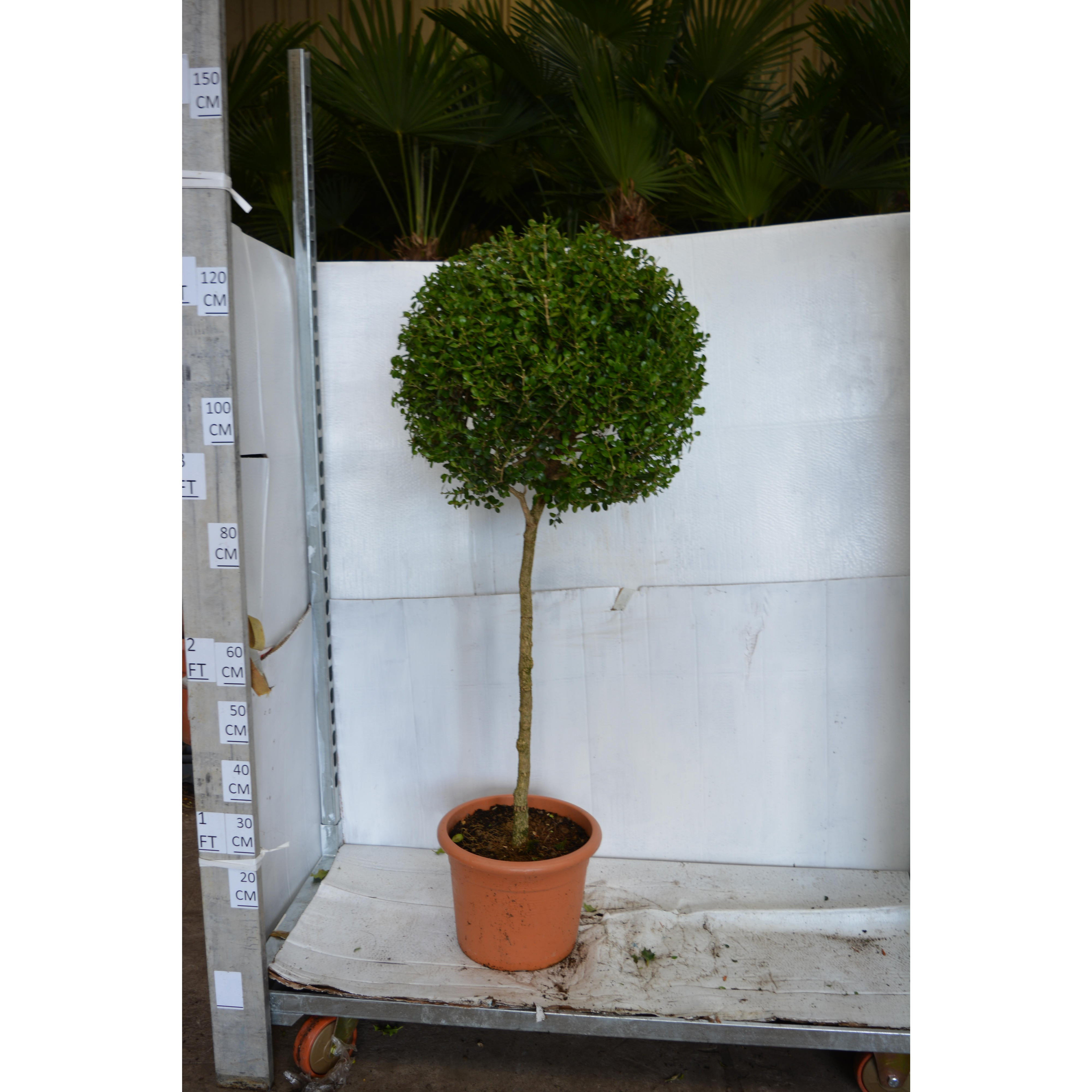 Buxus Microphylla Faulkner Ball on Stem 130cm including pot, 40/45cm head diameter