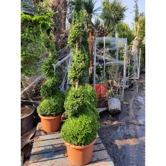 Box Buxus Spiral 150cm / 5ft including pot height