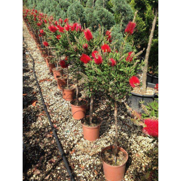 CALLISTEMON LAEVIS 1/2 Std. D.40/50 Clt. 7/10