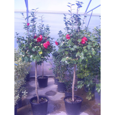 Camelia Japonica ball on stem 195 - 210cm / 6ft 6in - 7ft  including pot height - 60-70cm Ball