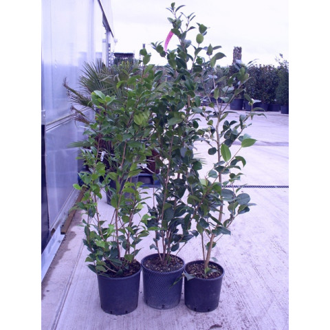 Camelia Japonica small bush 3ft/ 90cm cluding pot height-new size