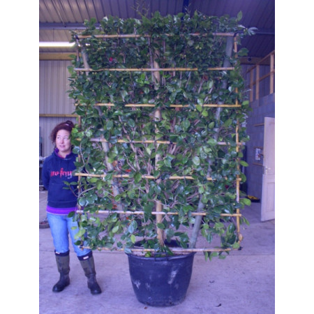 Camelia Japonica on Trellis 240cm height x 150cm wide (8ft x 5ft)  inc pot height