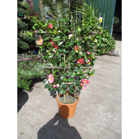 Camelia Japonica on Trellis 140cm height x 85cm wide (4ft 7in x 2ft 10in)