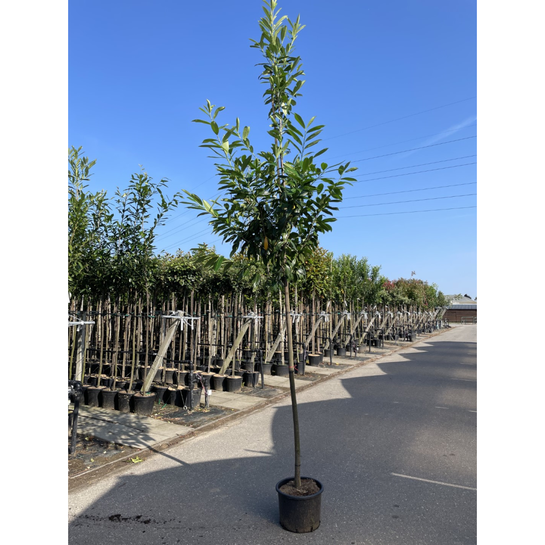 Laurel Prunus Laurocerasus 'CAUCASICA' 1.8m stem (12-14cm girth)