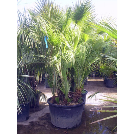 Chamaerops Humilis Fan Palm 180 - 195cm / 6 - 6ft 6in including pot height