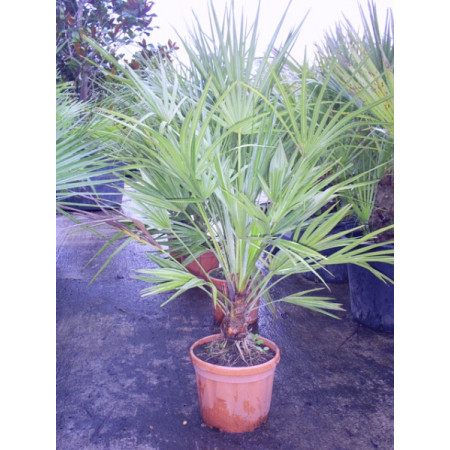 Chamaerops humilis Fan Palm, 90cm including pot height