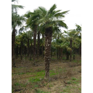 Trachycarpus Fortuneii Chusan Palm 260-280cm Trunk (Approx Total Height 450cm + Including Pot)