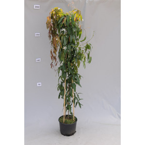 Clematis armandii   175-200cm (6ft-7ft) planted 20L