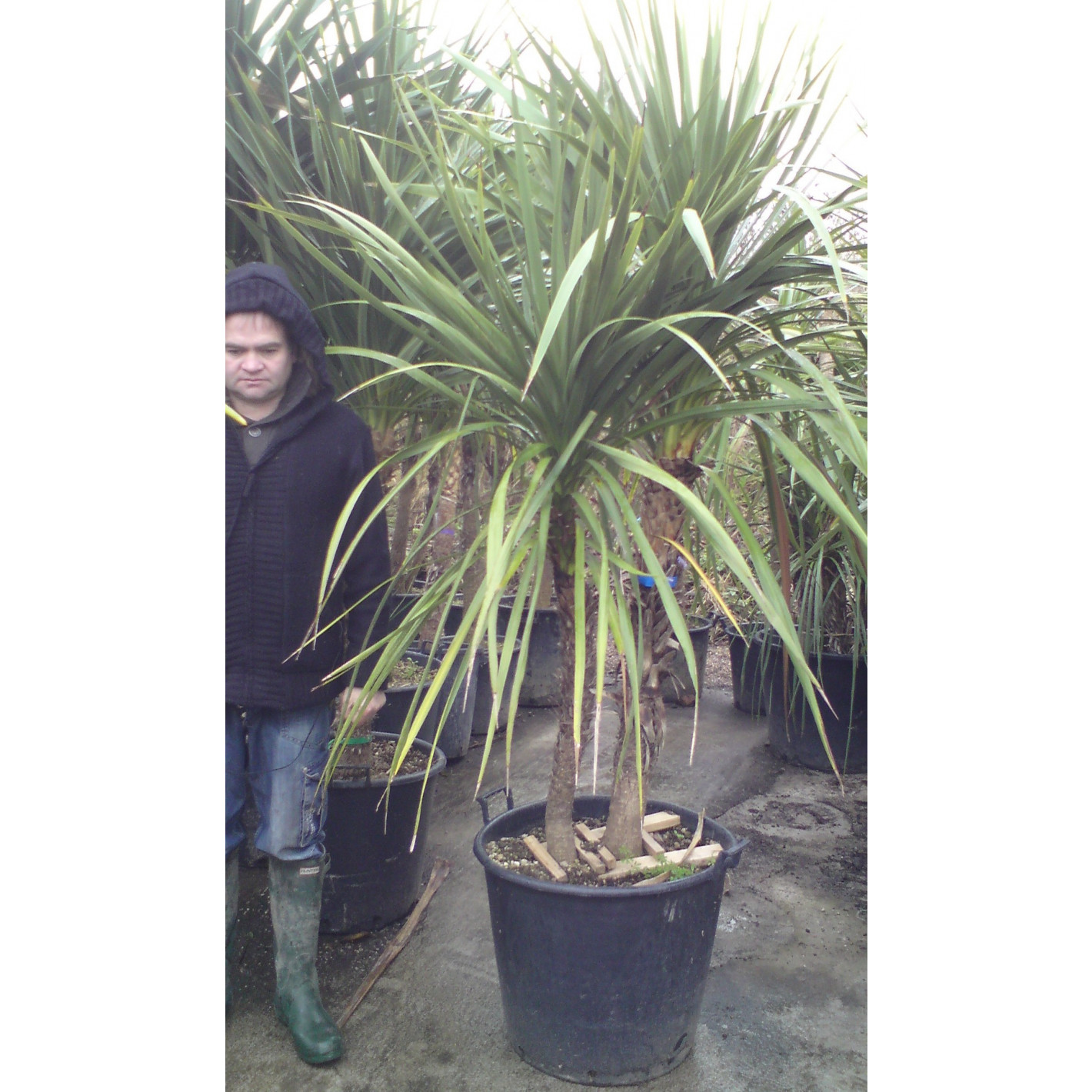 Cordyline Australis Cabbage Palm (Multi Stem) 150-175cm planted total height