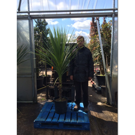 Cordyline Australis Cabbage Palm (Single Stem) 150-175cm planted total height