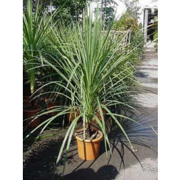 Cordyline Australis Cabbage Palm (Single Stem) 125-150cm planted total height
