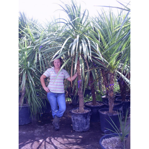 Cordyline Australis Cabbage Palm (Single Stem) 200-250cm planted total height