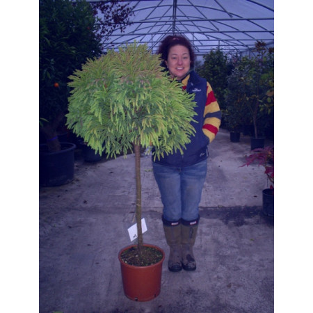 Cryptomeria japonica 165cm / 5ft 6in including pot height