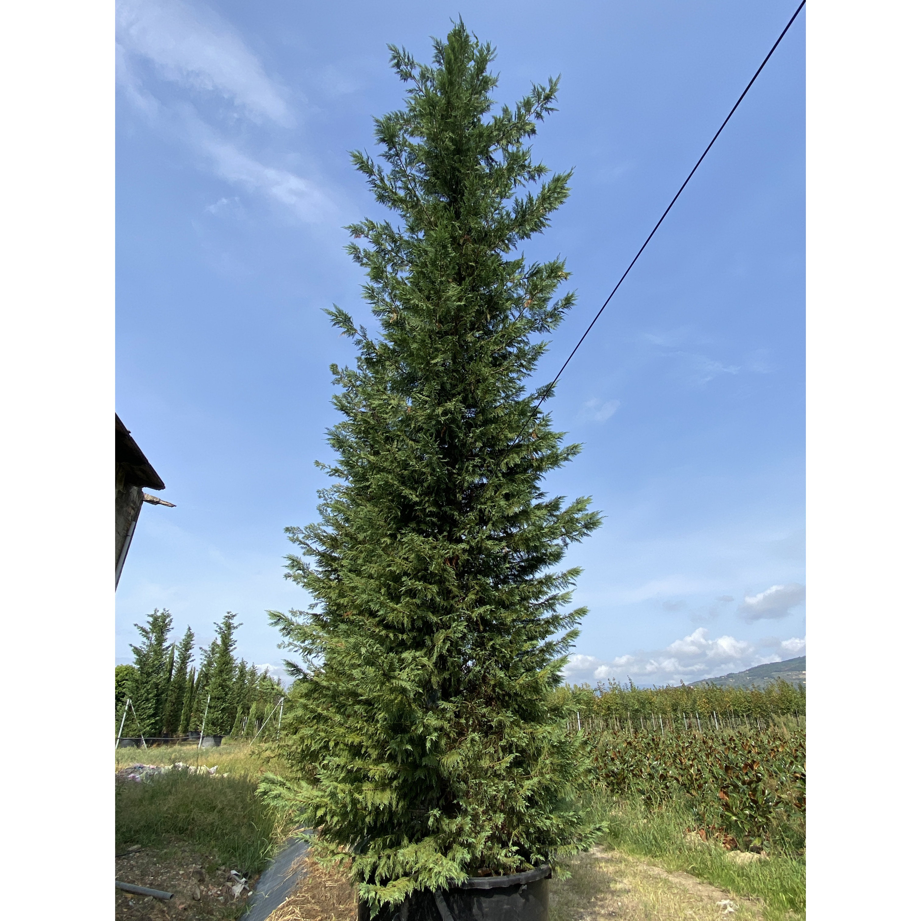 Cup. Leylandii 700-800cm - VERY LIMITED QUANTITY - FIRST COME, FIRST SERVED