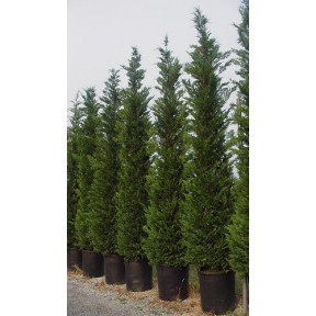 Leylandii Green Large 16ft 6in - 17ft 6in Feet High Plant Height