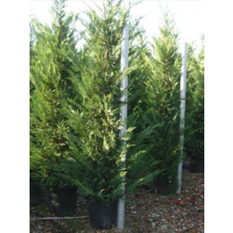 Leylandii Green Large 12 -14ft High Plant Height
