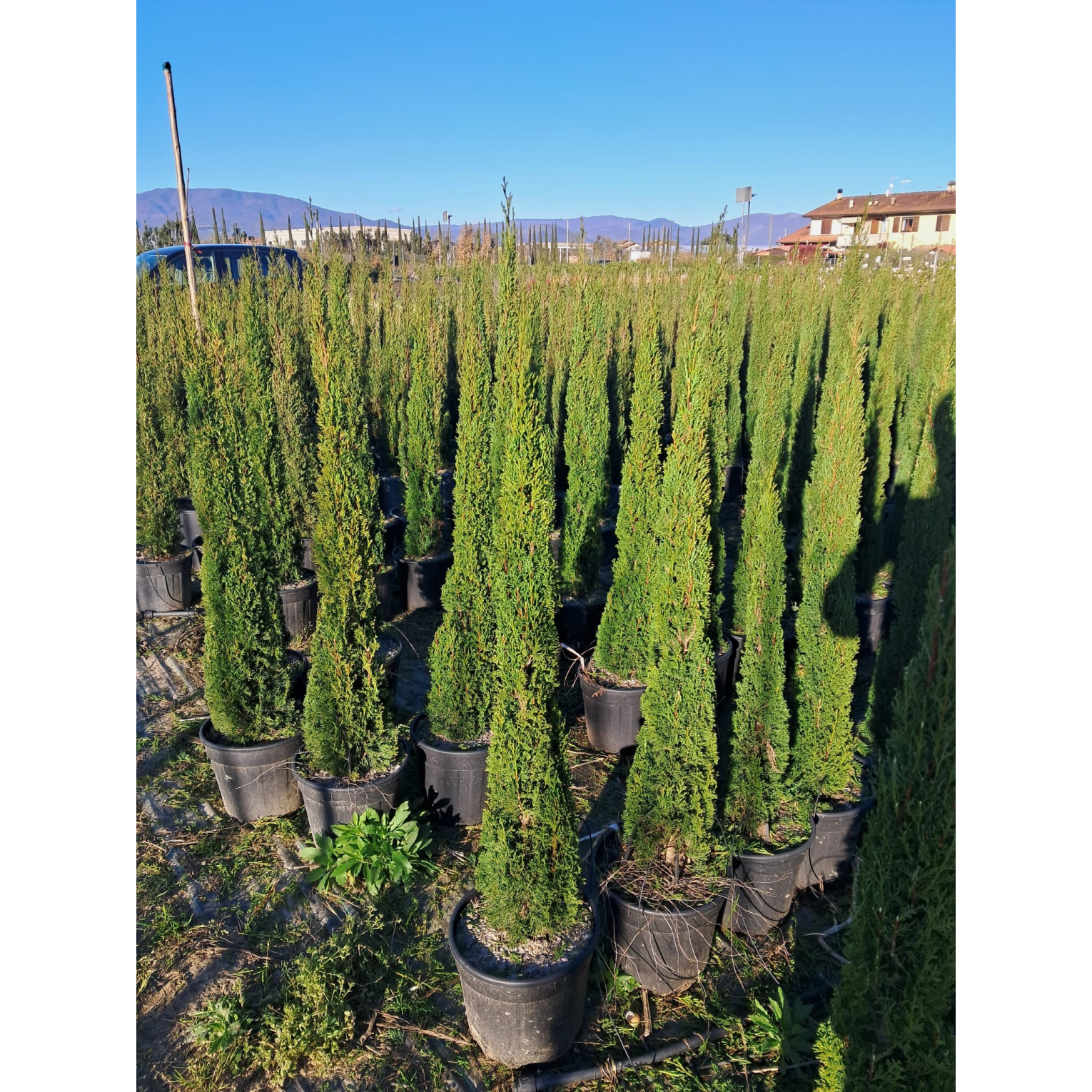 Italian Cypress (Cupressus Sempervirens Pyramidalis) 125-150cm / 4ft - 5ft inc pot height in 15 litre container