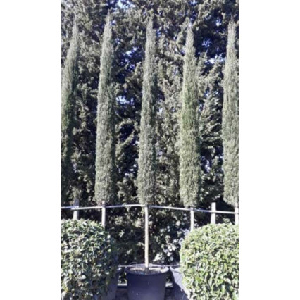 Italian Cypress Tree (Cupressus Semp. Pyramidalis) 20-25 Girth. 120cm Stem 400-450cm total height