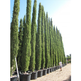 Italian Cypress (Cupressus Sempevirens Pyramidalis) 8 Meters (26 Feet) - TAKING ORDERS FOR AUTUMN 2023