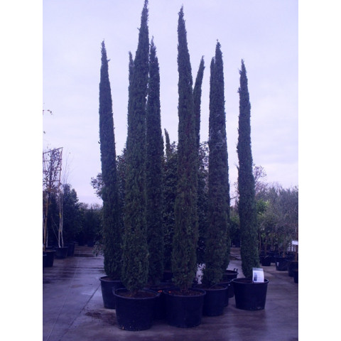 Italian Cypress (Cupressus Sempervirens Pyramidalis) 16-17ft inc pot height