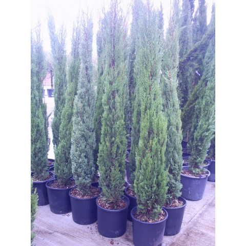 Italian Cypress (Cupressus Sempervirens Pyramidalis)  180-210cm / 6 - 7ft inc pot height on 20 litre pots
