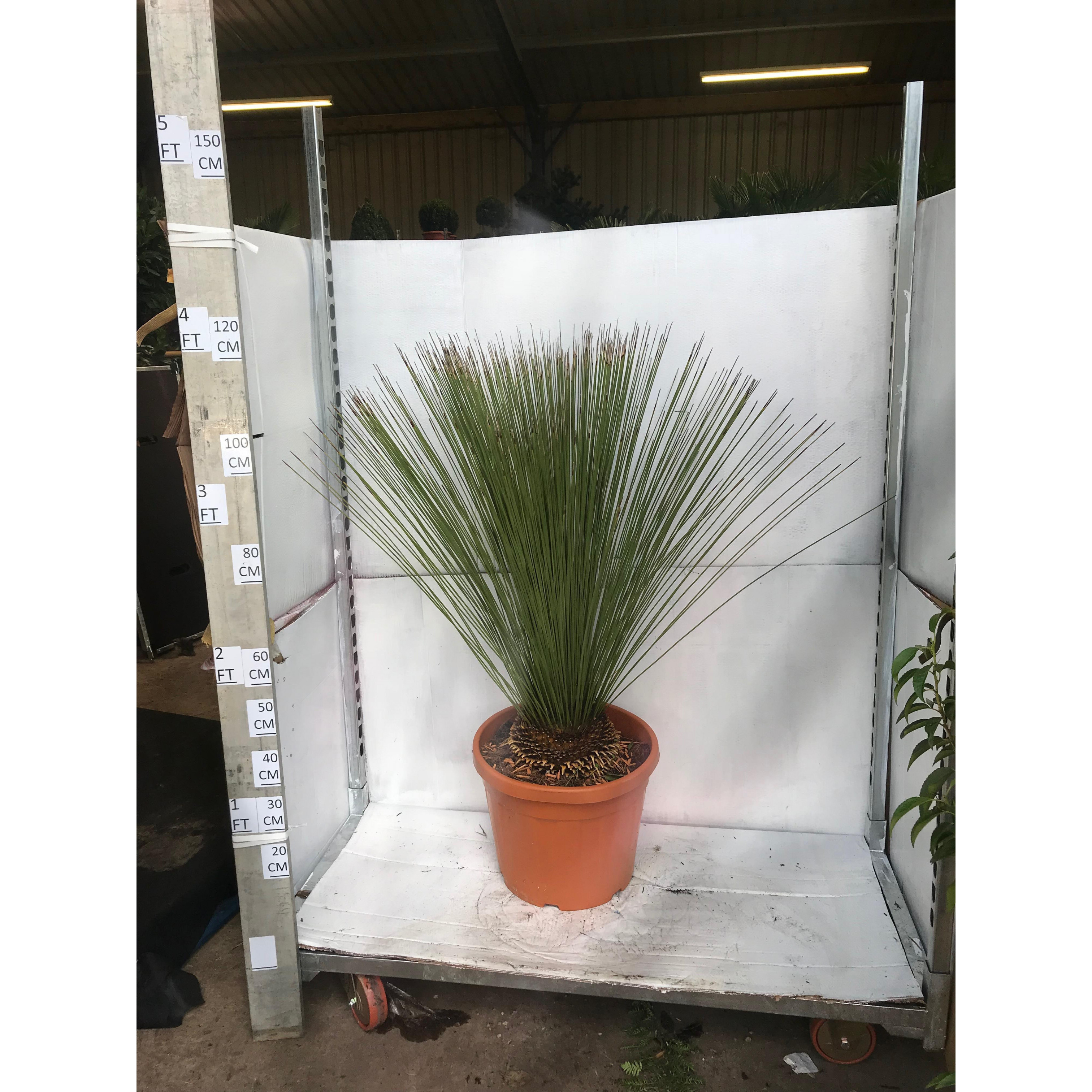 Dasylirion Longissimum (Mexican Grass Tree) 45lt Pot, Approx Height 130cm