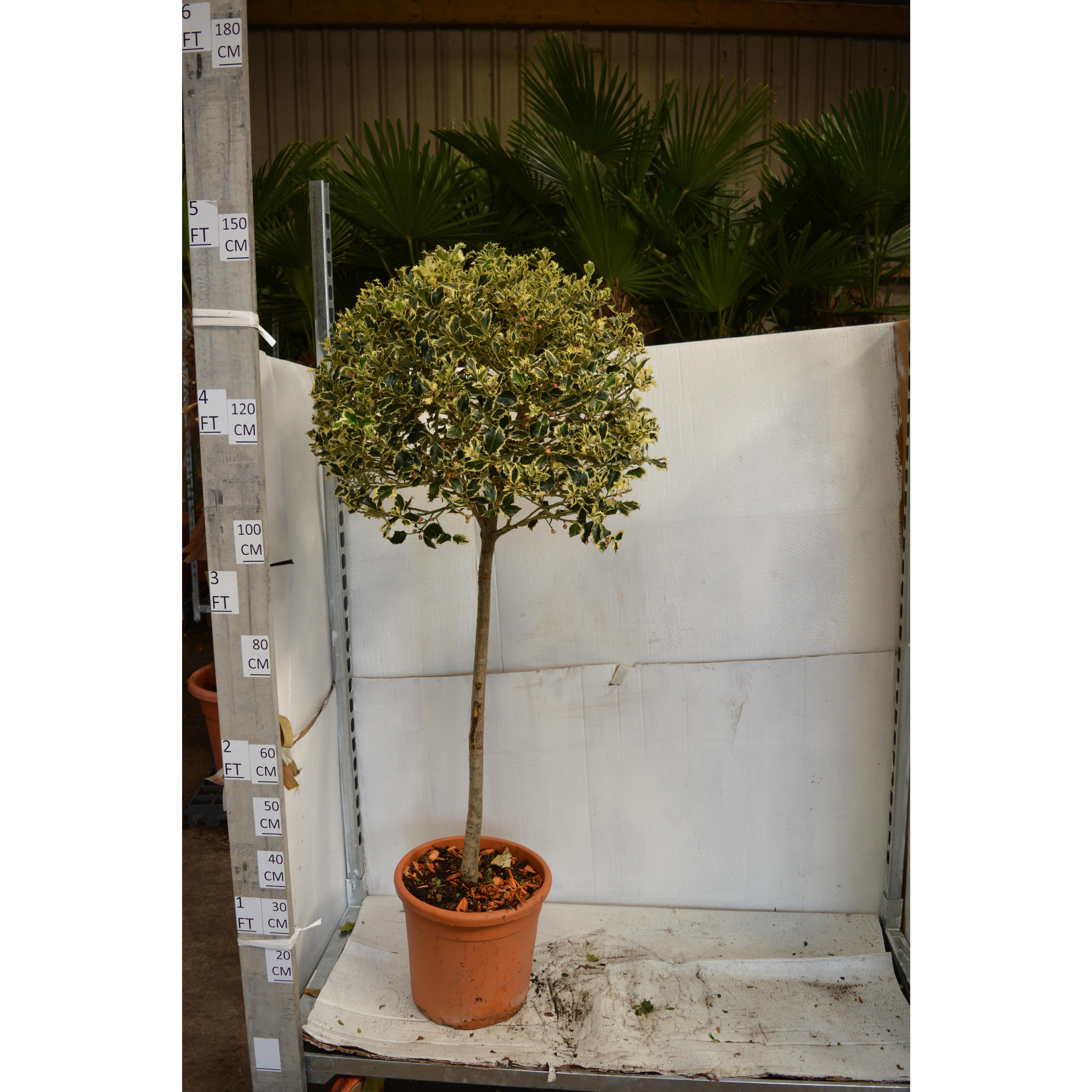 Variegated Holly standard 1m clear stem 60cm head diameter