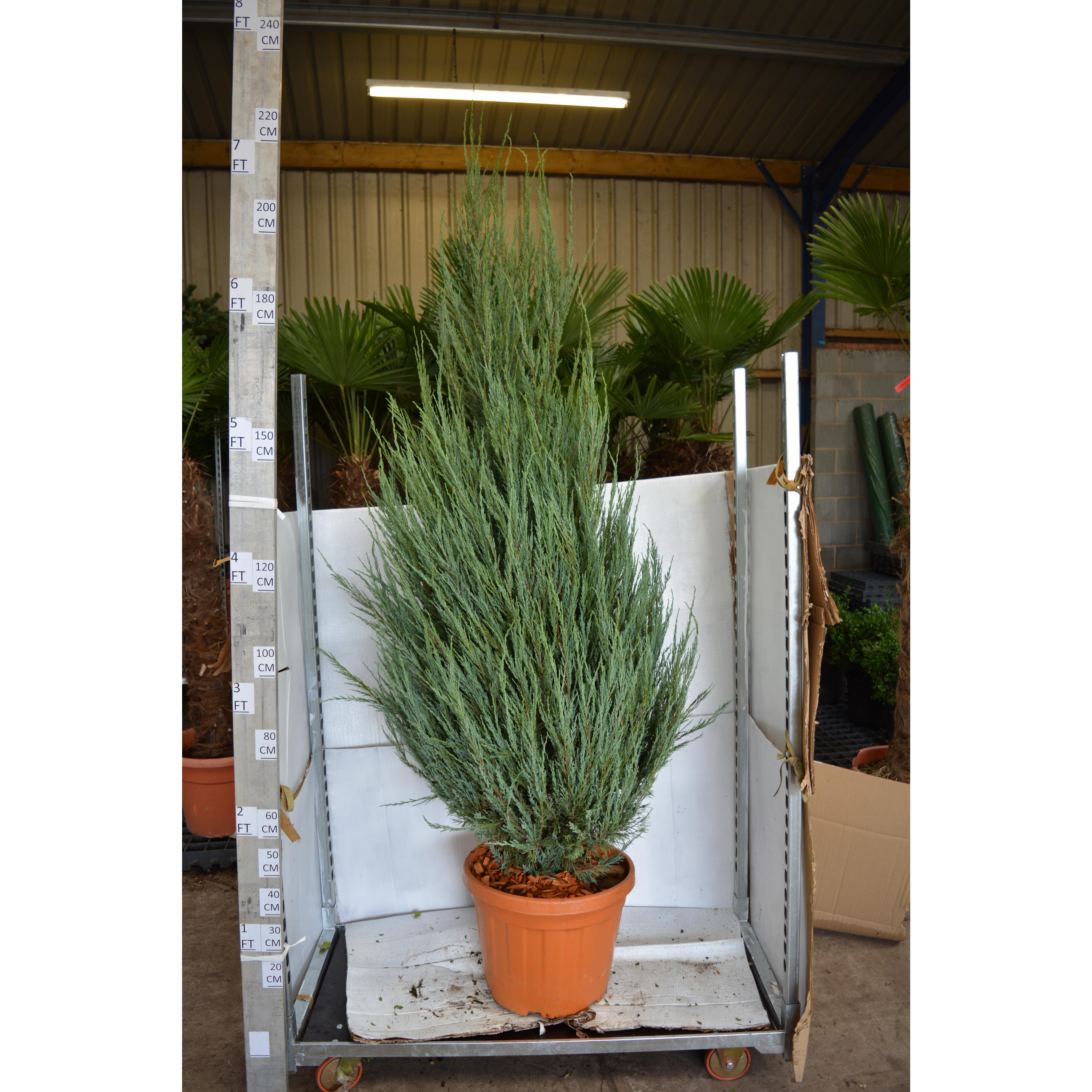 Juniperus 'Blue Arrow' 275 / 8ft tall including height of the pot