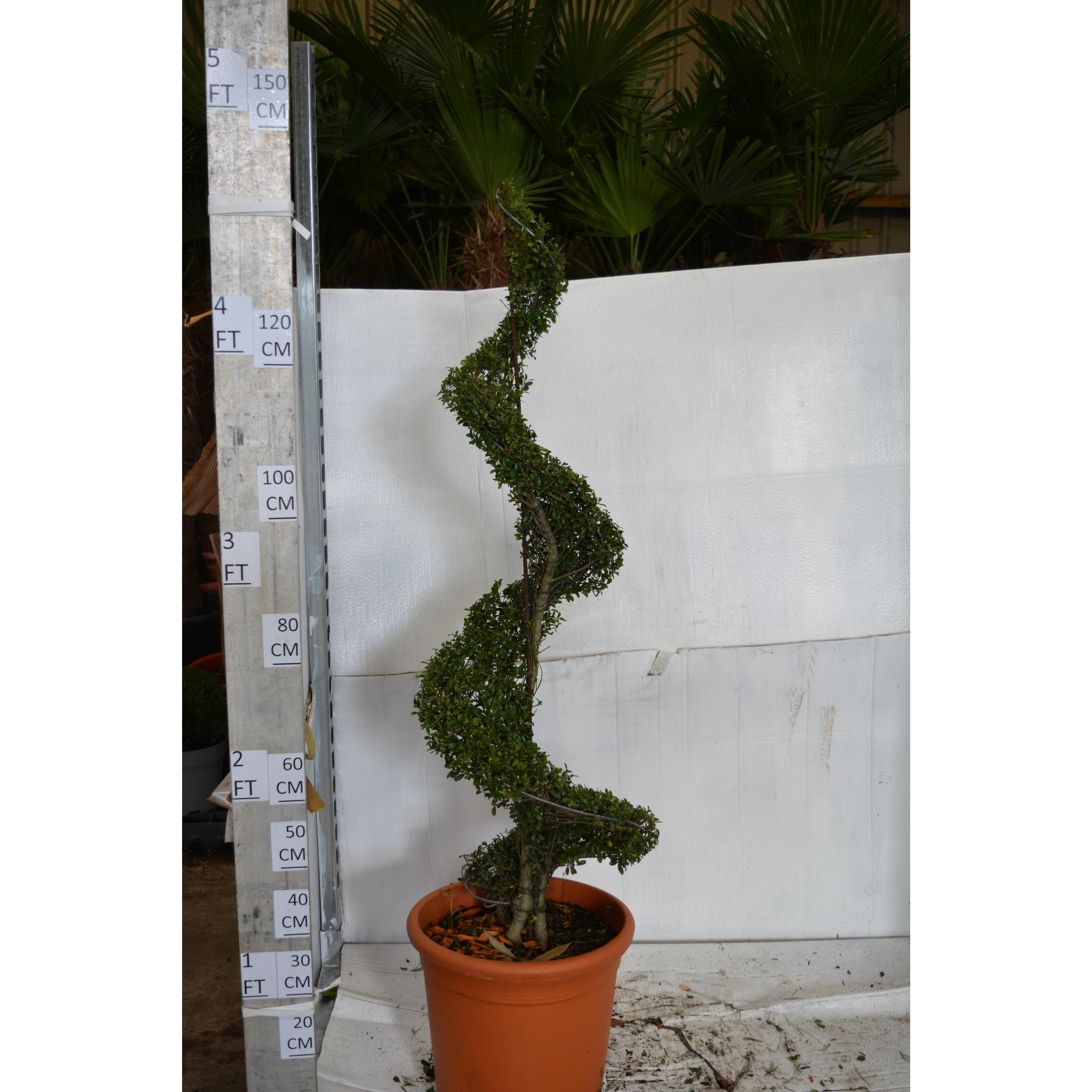 Ilex Crenata Spiral 145cm tall including pot