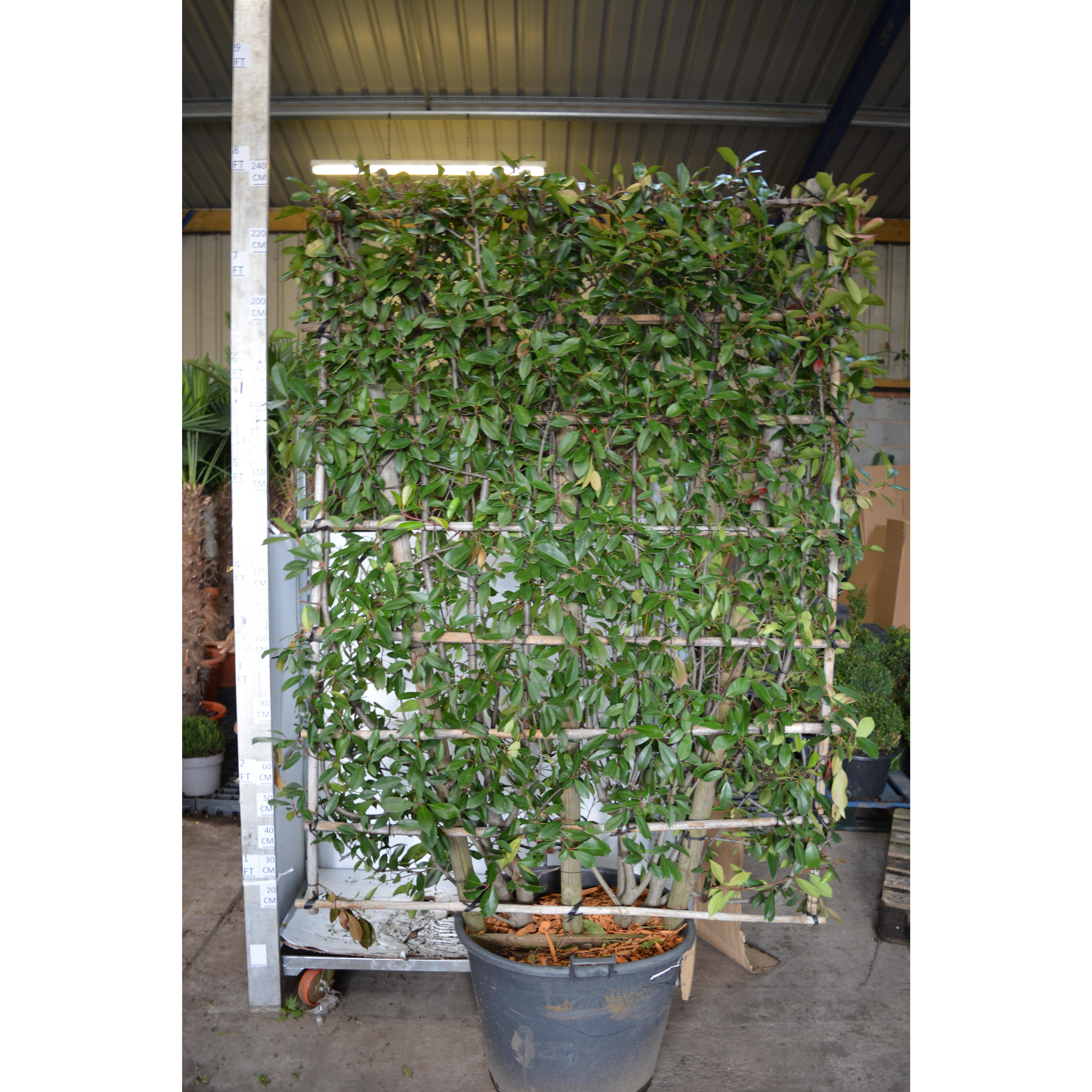 Photinia Red Robin Screening Panel, frame 200cm tall x 150cm wide, 240cm total height including pot