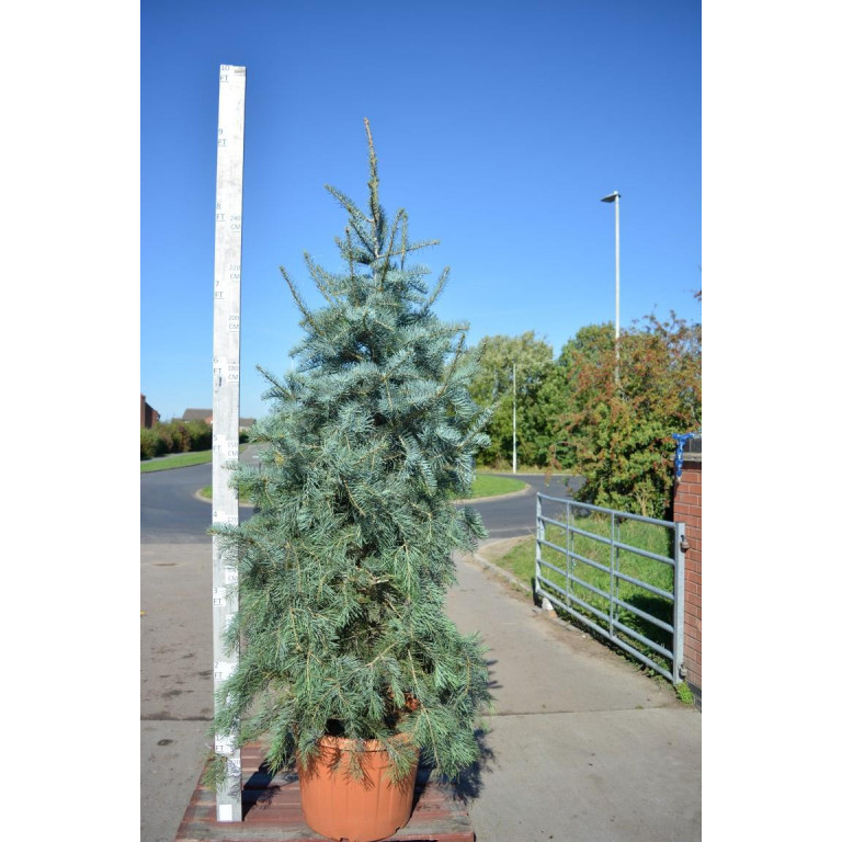 Abies Concolor 275cm/9ft including height of the pot
