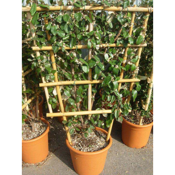 ESPALIER: ELAEAGNUS X EBBINGEI 120x85